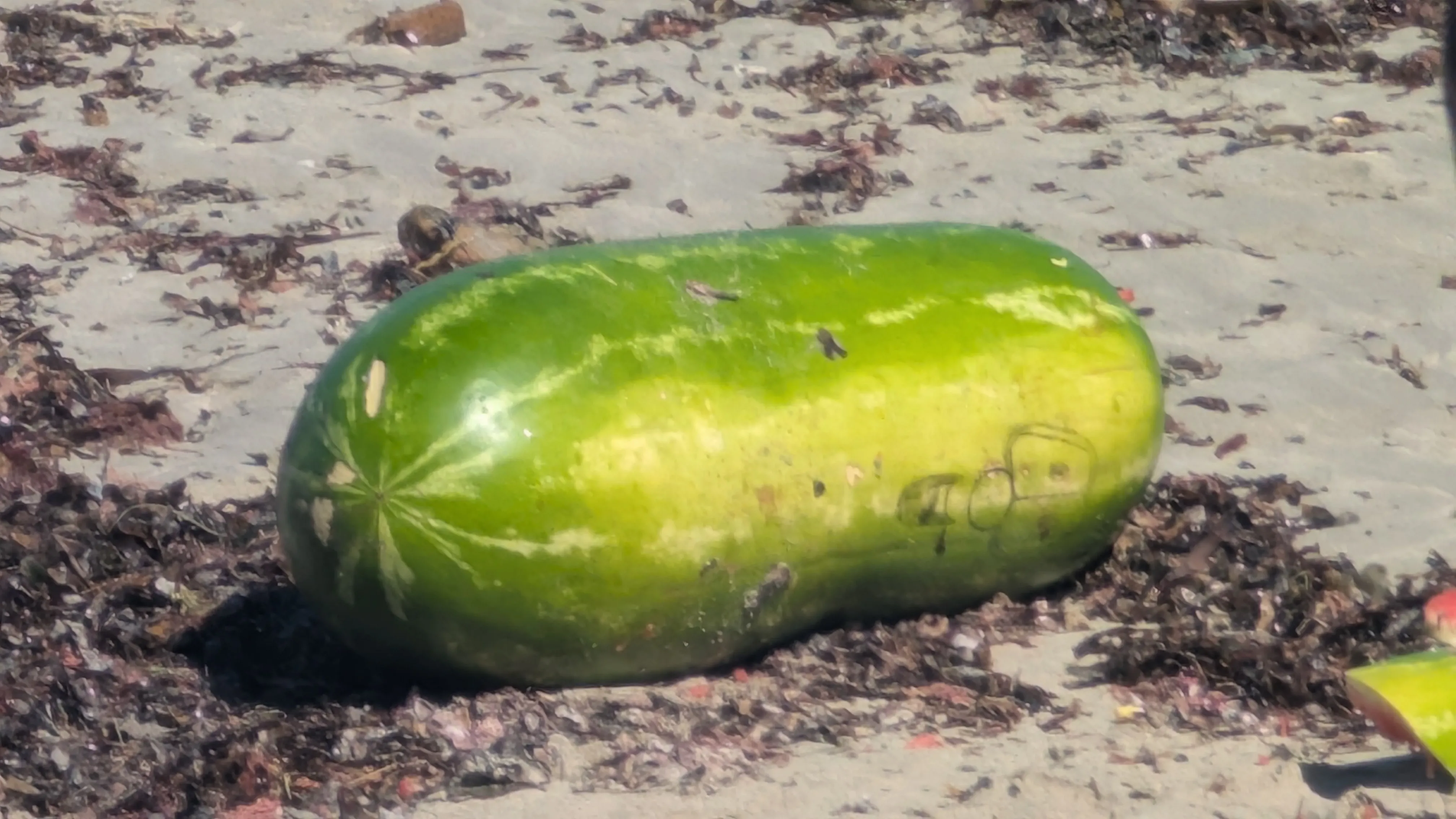 A photo of a watermelon with a face drawn on it
